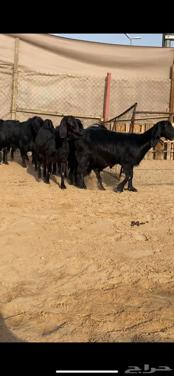 معزا فواخر سوداء بهيم ( تم البيع ) 0