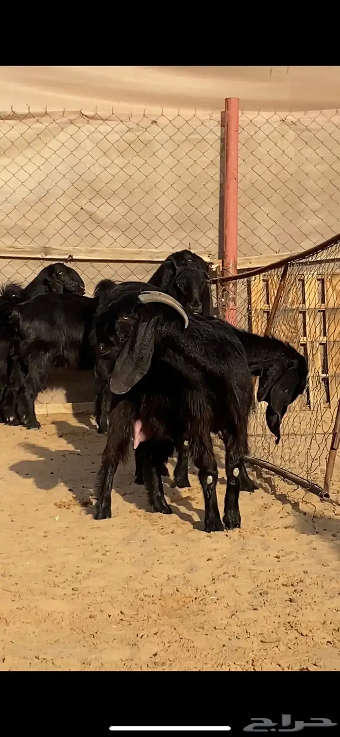 معزا فواخر سوداء بهيم ( تم البيع ) 8