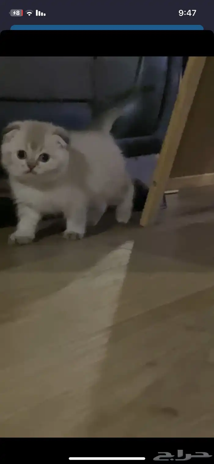 قط ذكر سكوتش تربل فولد للتزاوج 7