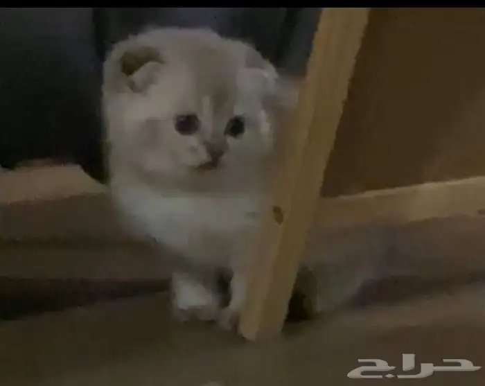 قط ذكر سكوتش تربل فولد للتزاوج 6