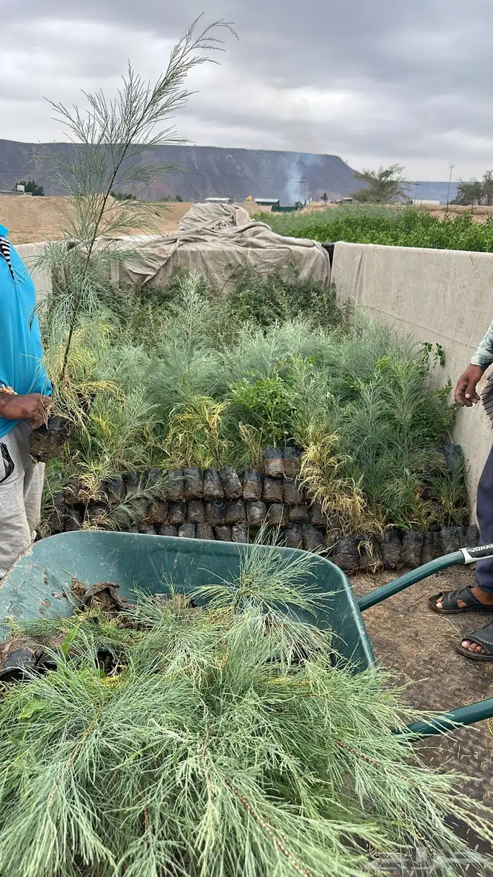 اشجار بريه جمله 0