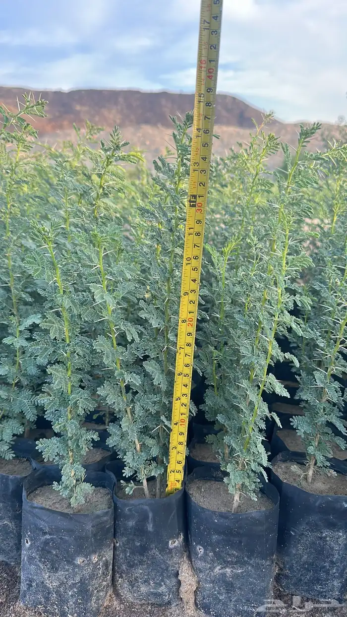 اشجار بريه جمله 4