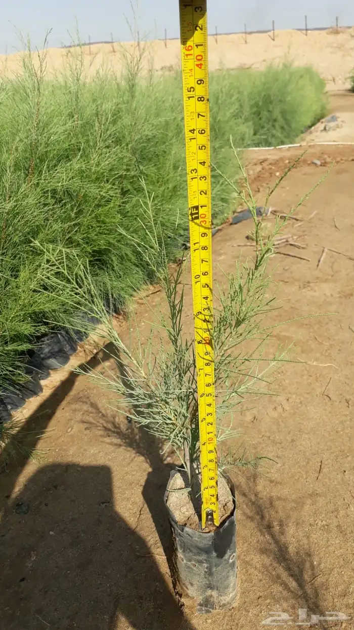 اشجار بريه جمله 5