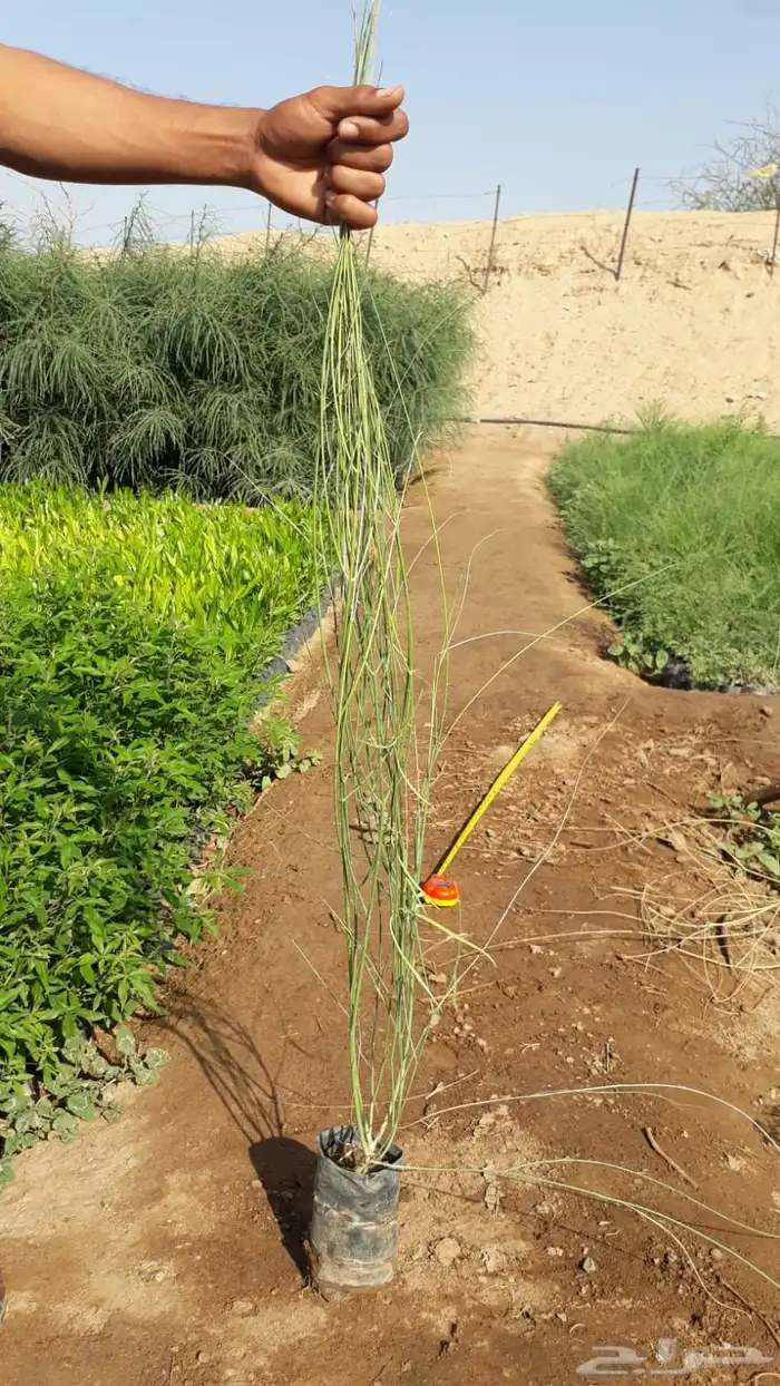 اشجار بريه جمله 6