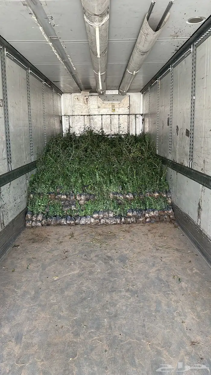 اشجار بريه جمله 1