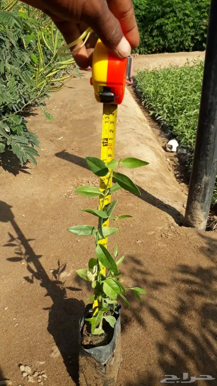 اشجار بريه جمله 7