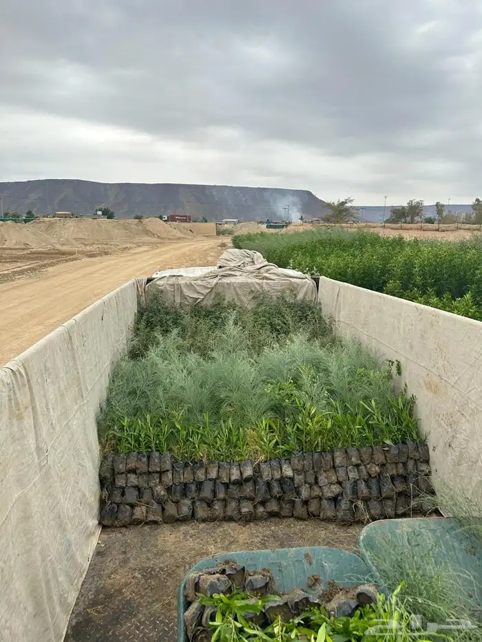 اشجار بريه جمله 2