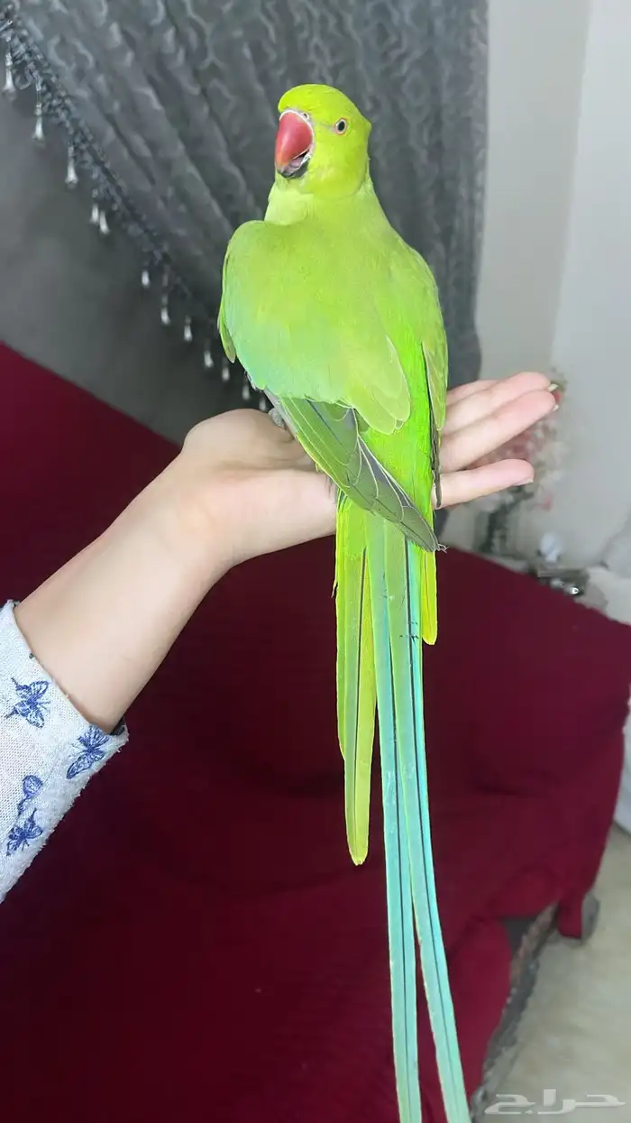 للبيع ببغاء الدرة نوع متكلم واليف جدا 2