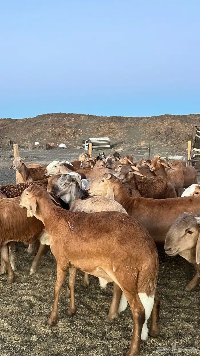 طليان سواكن تربية برية ( راجع التقييم ) 4