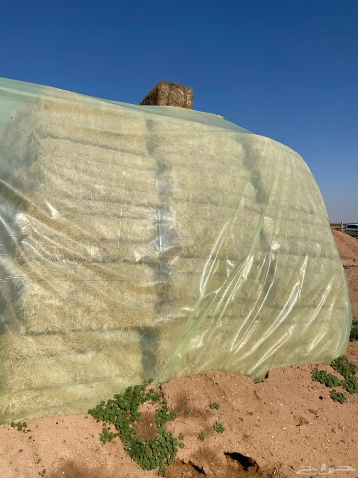 برسيم جندير العد15500 البيع كامل الكميه 2