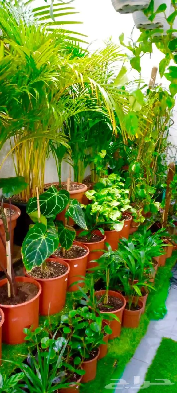 وصلتنا تشكيلة جديدة من النباتات الداخلية والخارجية 8