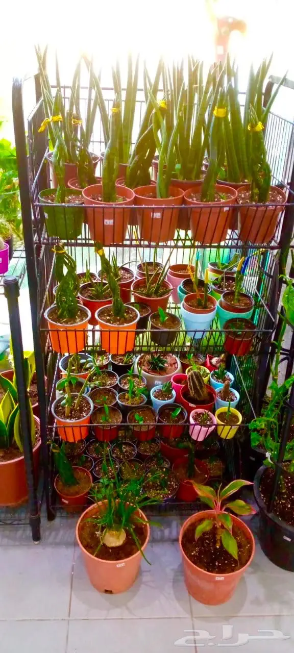 وصلتنا تشكيلة جديدة من النباتات الداخلية والخارجية 11