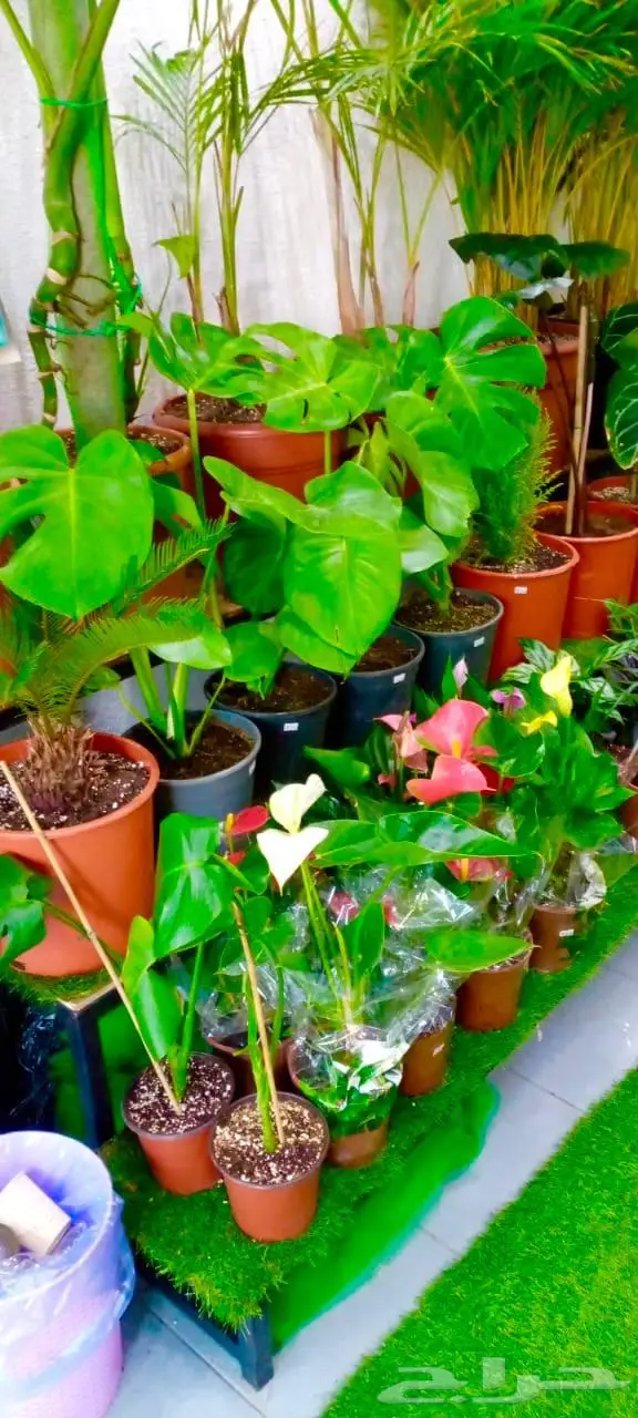 وصلتنا تشكيلة جديدة من النباتات الداخلية والخارجية 7