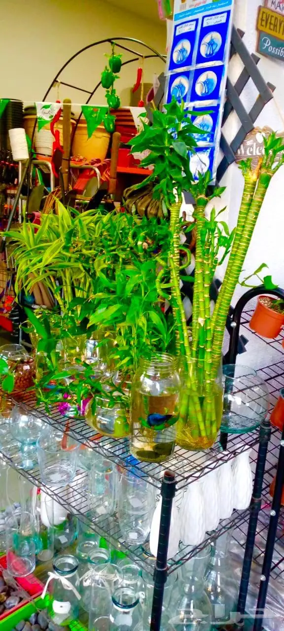 وصلتنا تشكيلة جديدة من النباتات الداخلية والخارجية 27