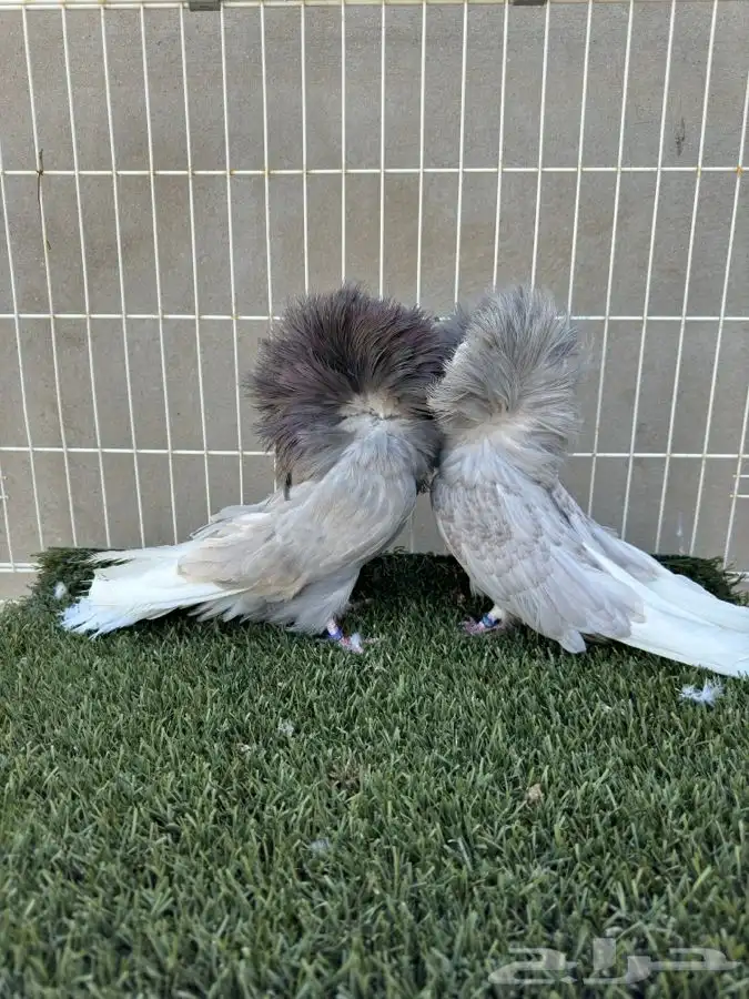 جوز جاكوبين 12