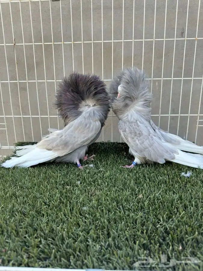 جوز جاكوبين 15