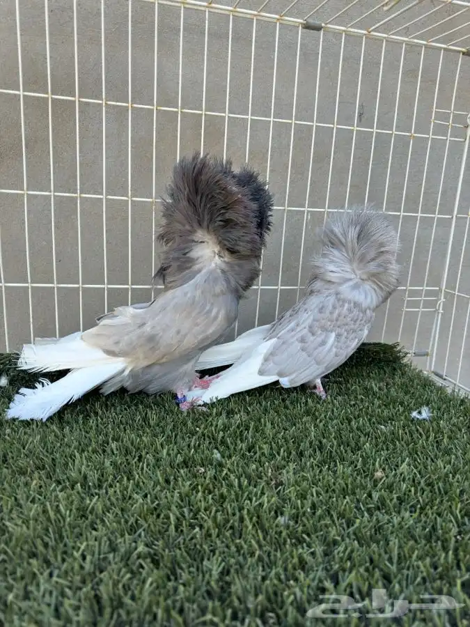 جوز جاكوبين 10