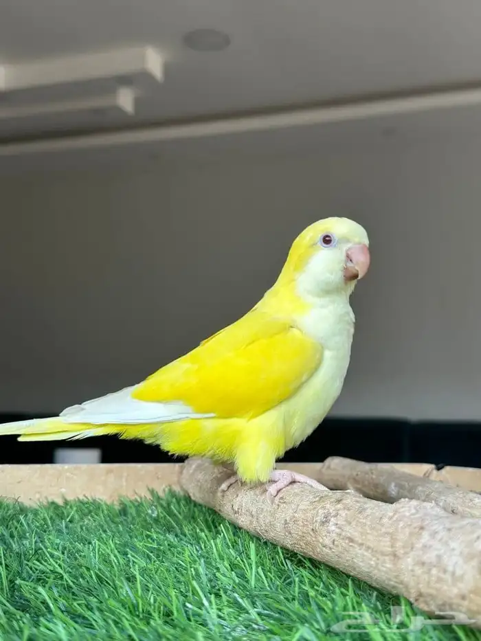 طيورك عندي فندفه 3