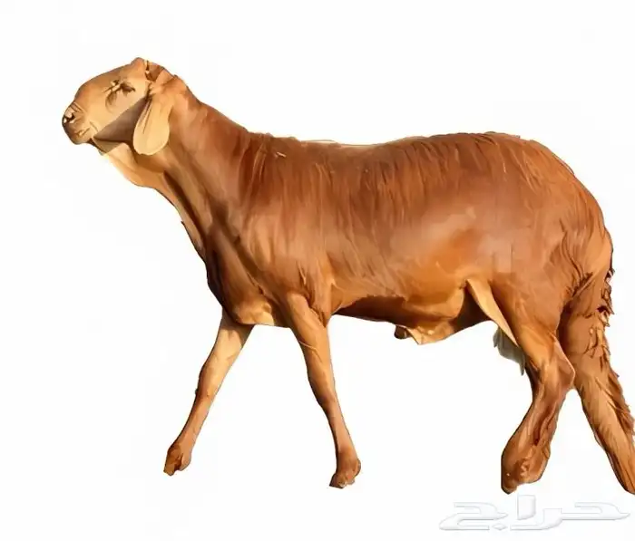 سواكن مرابي حمري متوفر ذبح توصيل شي فاخر 0