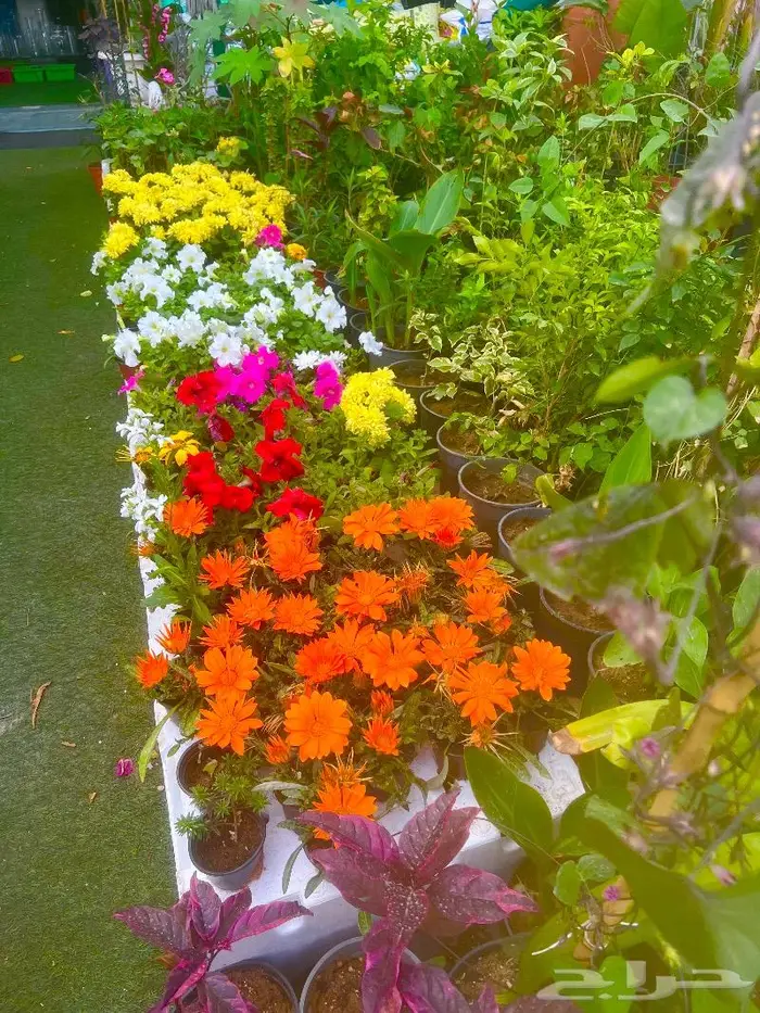 وصلتنا تشكيلة جديدة من النباتات الداخلية والخارجية 16