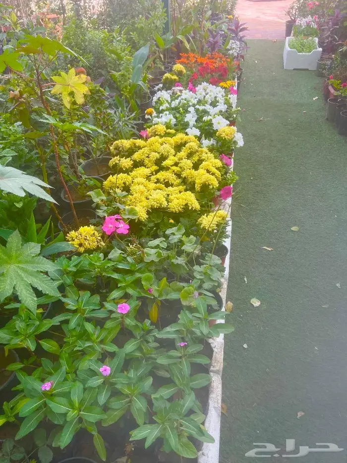 وصلتنا تشكيلة جديدة من النباتات الداخلية والخارجية 20