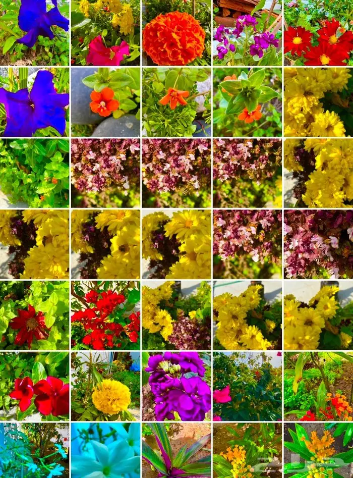 وصلتنا تشكيلة جديدة من النباتات الداخلية والخارجية 26