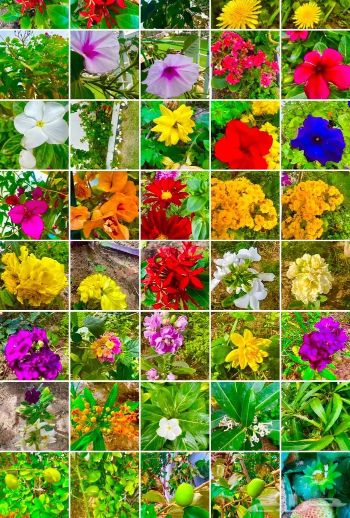 وصلتنا تشكيلة جديدة من النباتات الداخلية والخارجية 25