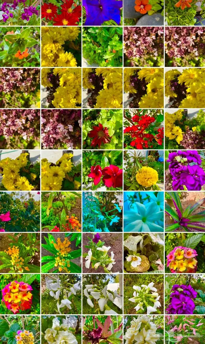 وصلتنا تشكيلة جديدة من النباتات الداخلية والخارجية 24