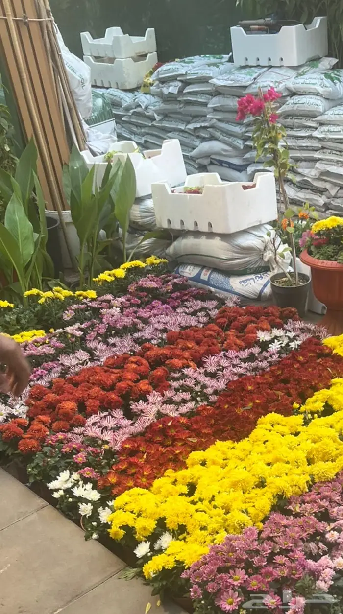 وصلتنا تشكيلة جديدة من النباتات الداخلية والخارجية 14