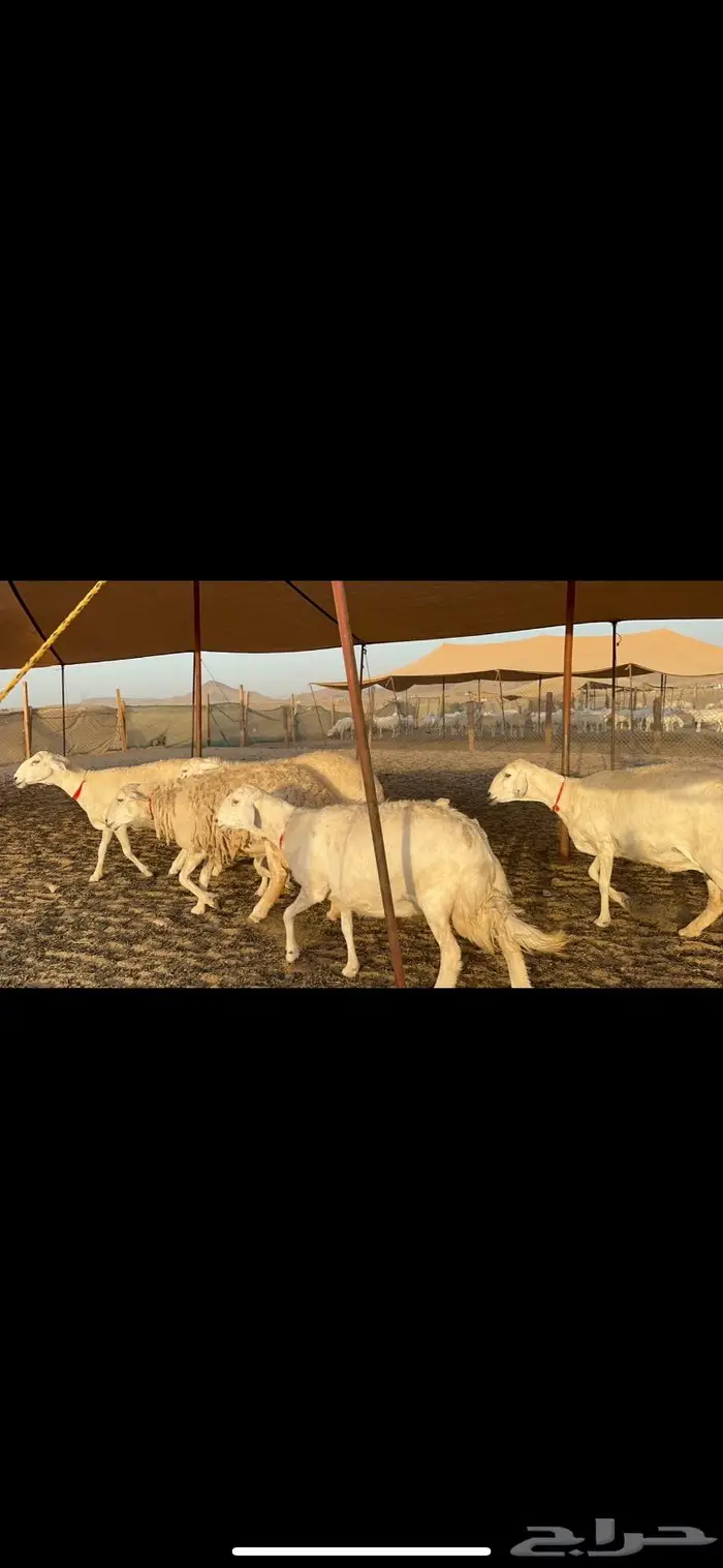 غنم حرش كفو 1