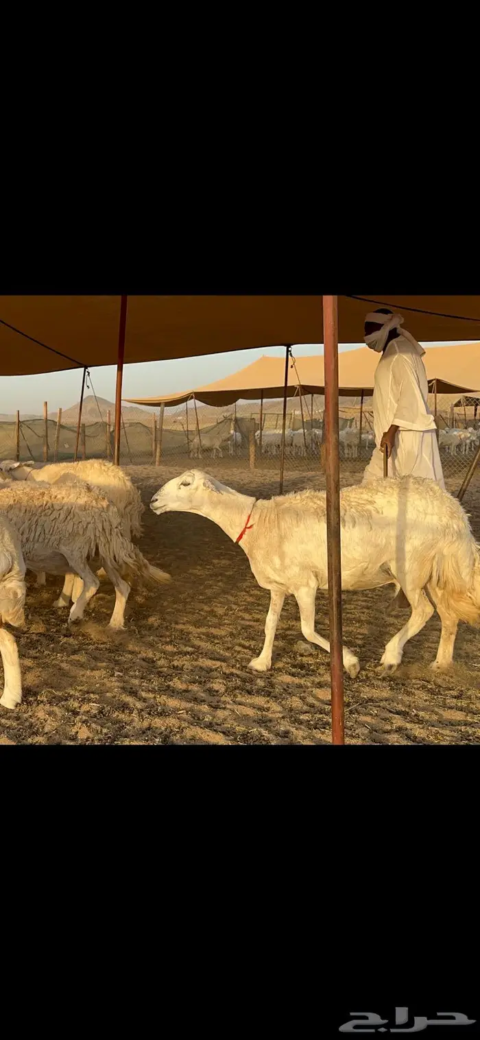 غنم حرش كفو 6