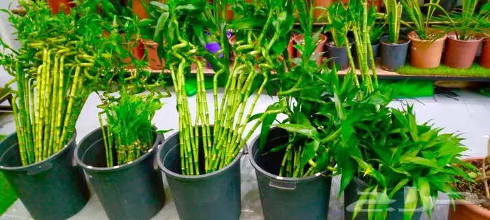 وصلتنا تشكيلة جديدة من النباتات الداخلية والخارجية 9