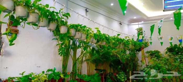 وصلتنا تشكيلة جديدة من النباتات الداخلية والخارجية 10