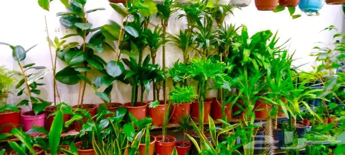 وصلتنا تشكيلة جديدة من النباتات الداخلية والخارجية 12