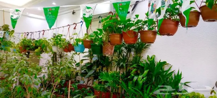 وصلتنا تشكيلة جديدة من النباتات الداخلية والخارجية 13