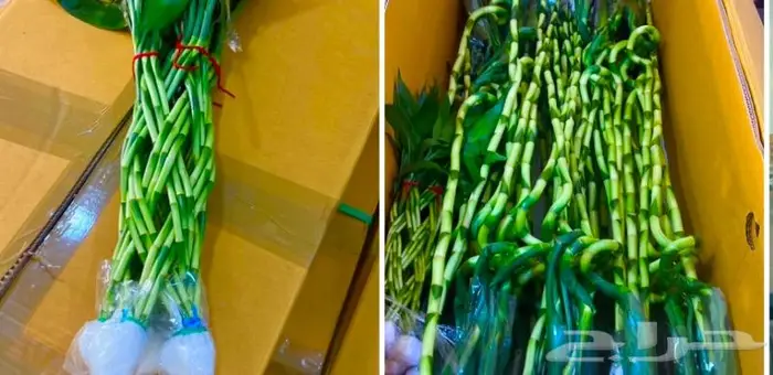 وصلتنا تشكيلة جديدة من النباتات الداخلية والخارجية 23