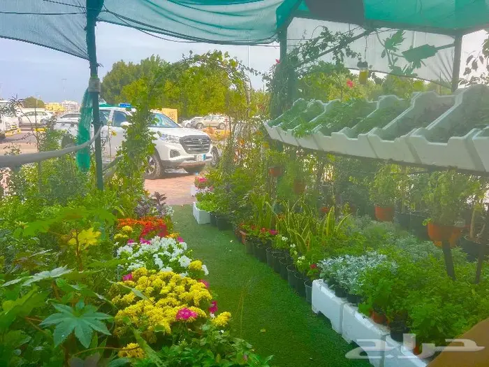 وصلتنا تشكيلة جديدة من النباتات الداخلية والخارجية 17