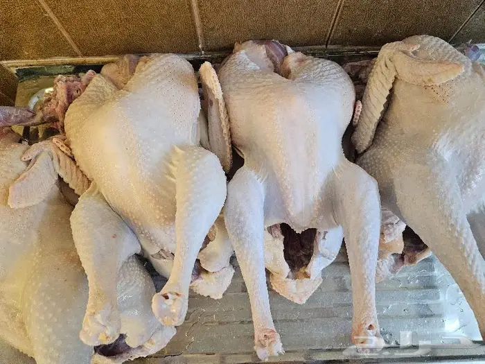 ديك رومي ذبح من 5 الى 7 كيلو 3