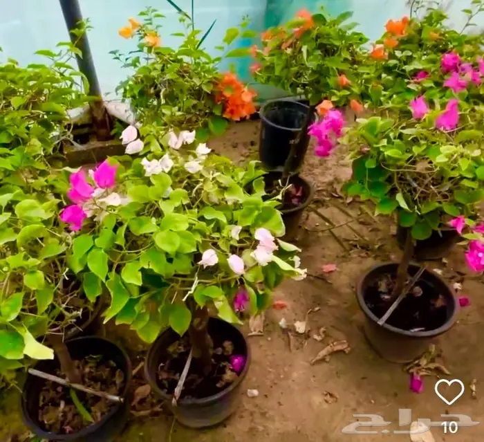 وصلتنا تشكيلة جديدة من النباتات الداخلية والخارجية 21