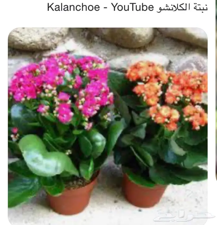 وصلتنا تشكيلة جديدة من النباتات الداخلية والخارجية 19