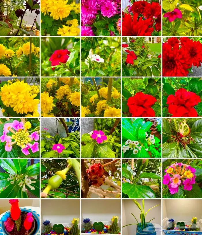 وصلتنا تشكيلة جديدة من النباتات الداخلية والخارجية 22