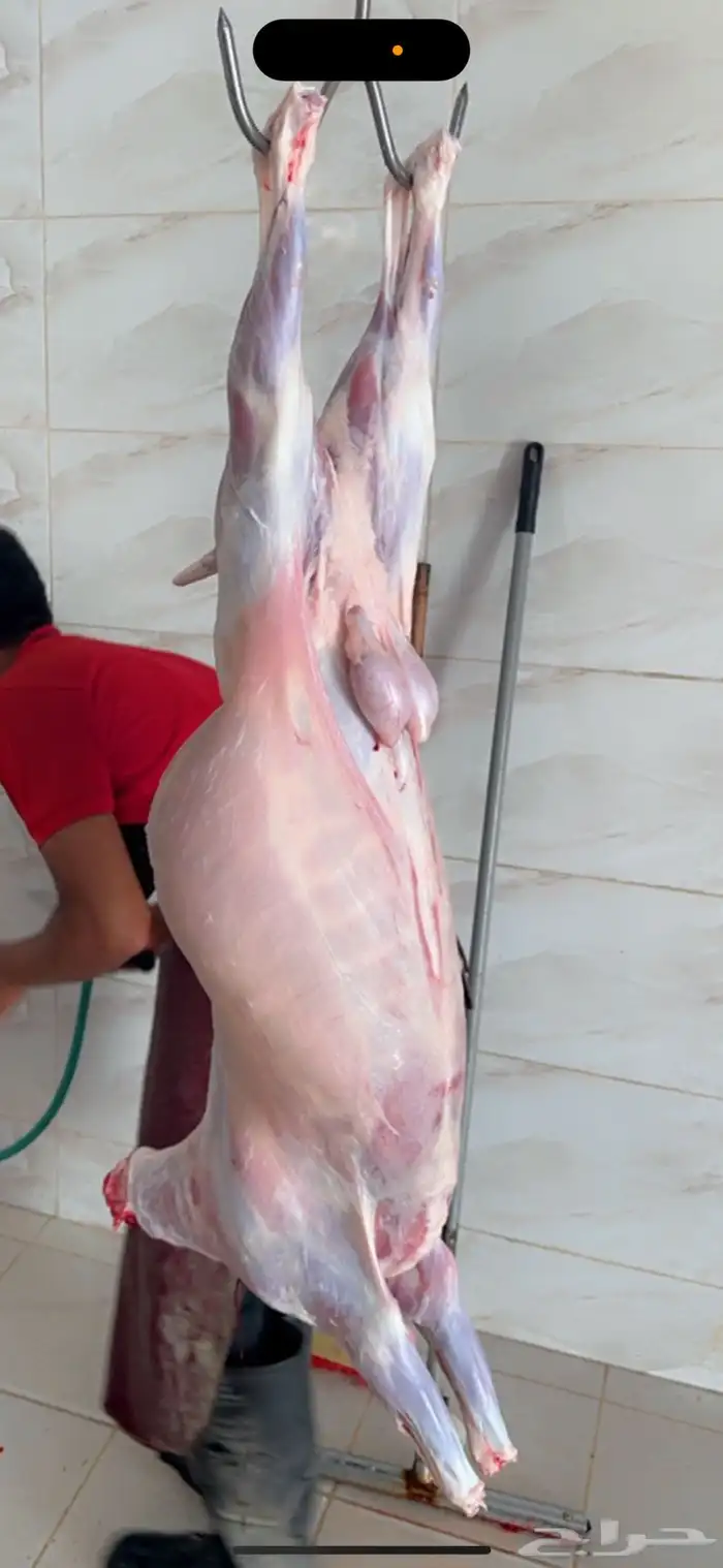 ذبائح تيوس بلديه على الشرط 6