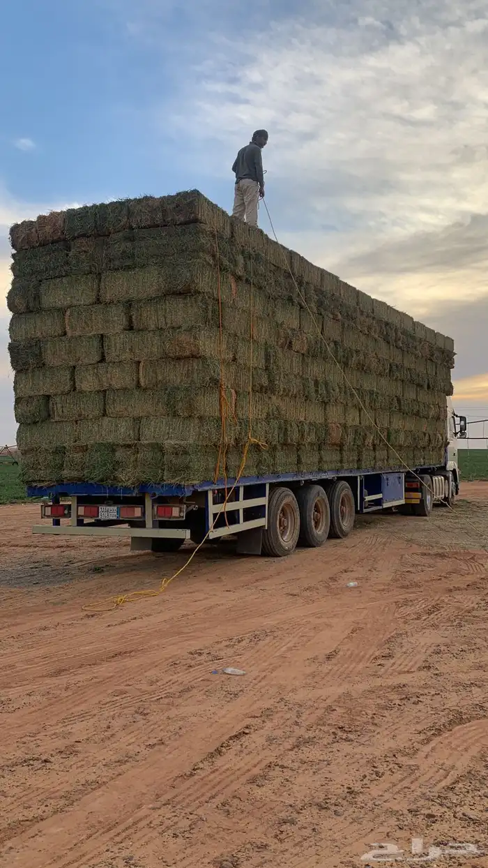 برسيم جندير العد15500 البيع كامل الكميه 0