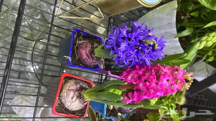 وصلتنا تشكيلة جديدة من النباتات الداخلية والخارجية 18