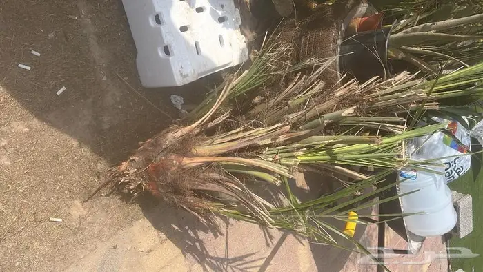 وصلتنا تشكيلة جديدة من النباتات الداخلية والخارجية 15