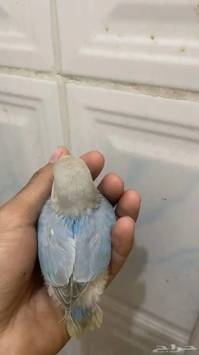 فرخ روز 2