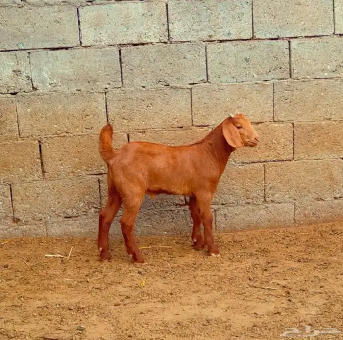 كلهاري تم البيع 2