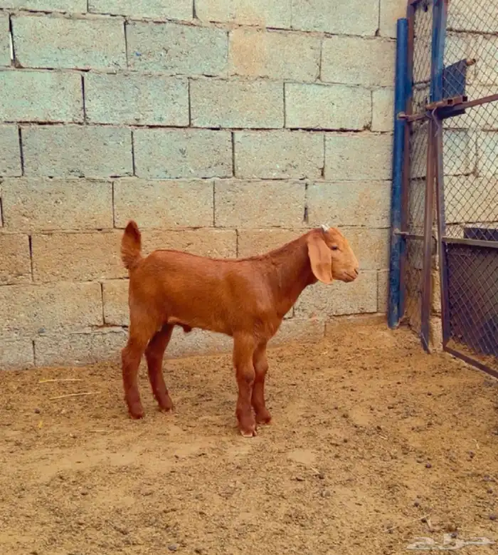 كلهاري تم البيع 1