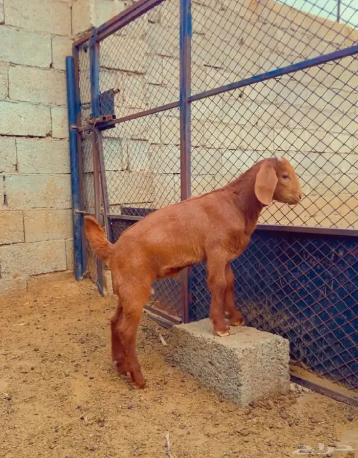 كلهاري تم البيع 0