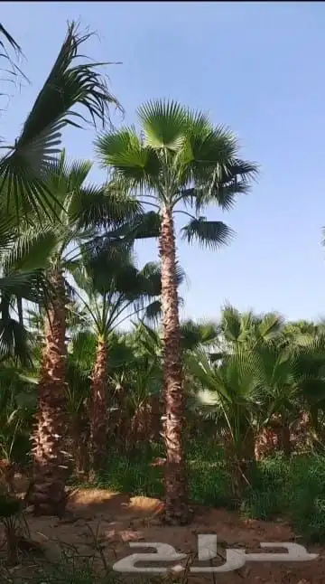 نخل واشنطني زينه 1